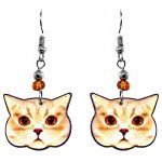 Golden British Shorthair